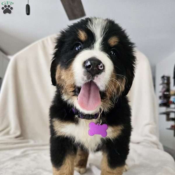 Mocha, Bernese Mountain Dog Puppy